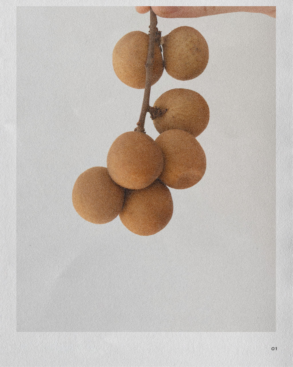 NUMBER FIVE // V | LYCHEE + PEONY HAND CREAM